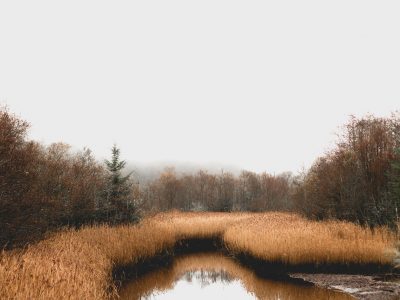 Les écosystèmes du Massif Central