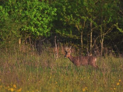 La faune du Massif Central