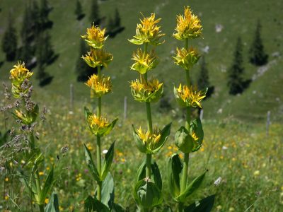 La flore du Massif Central