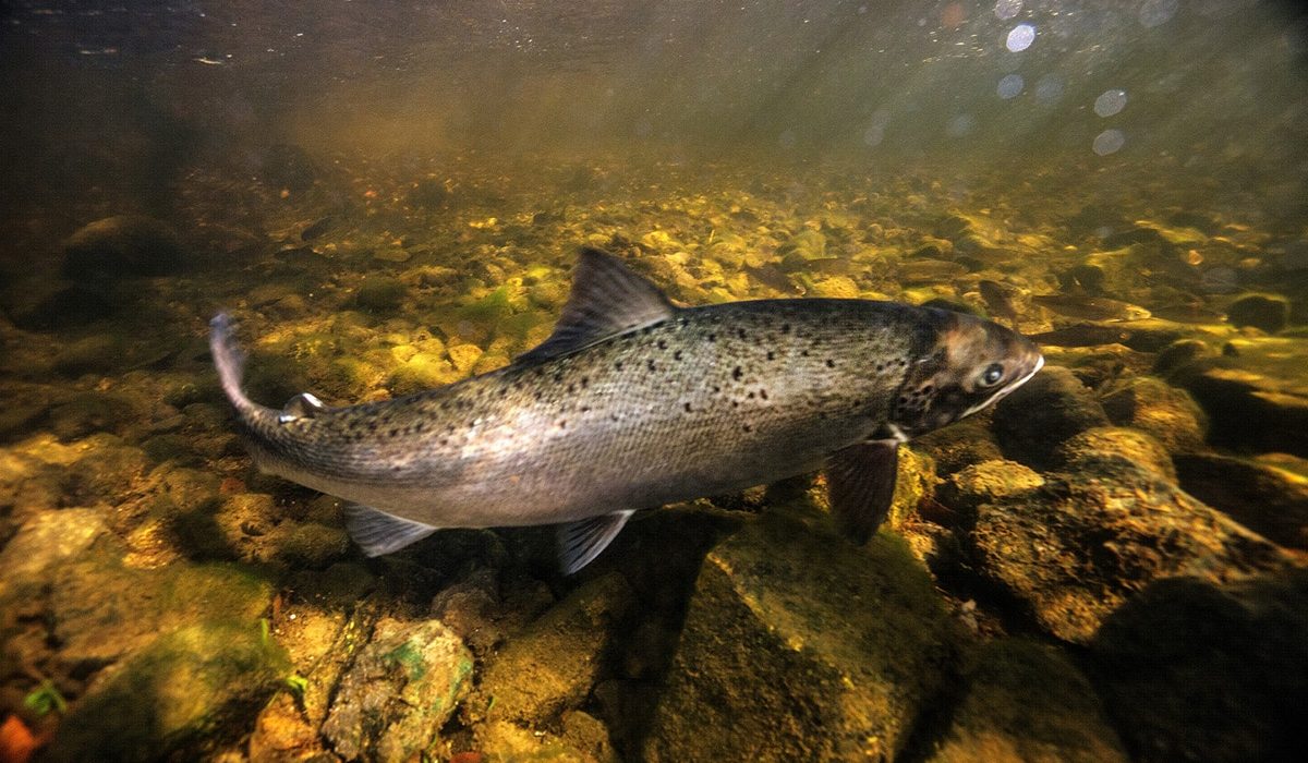 Atlantic-Salmon-Downeast-Maine-river