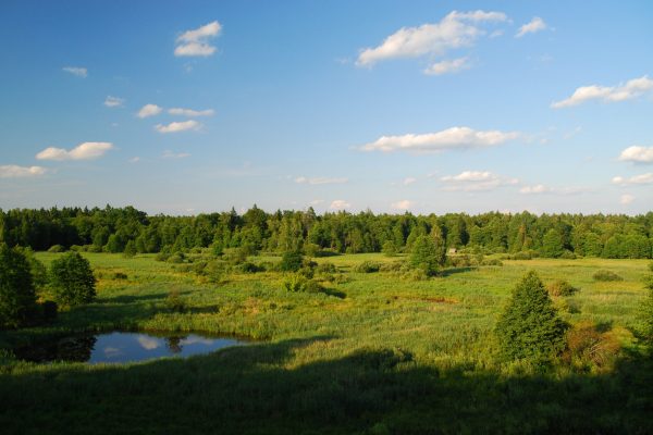 Białowieski_park_narodowy_02