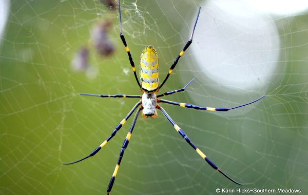 Asian 'Fortune Teller' Spider