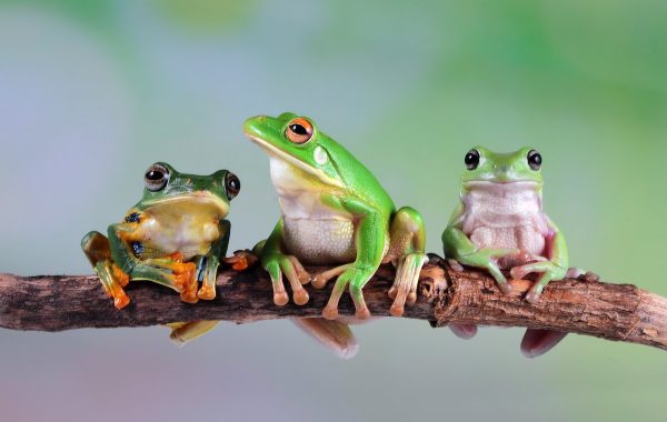 Frogs-branch_as295050579