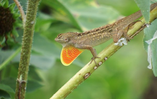Poster-Anole