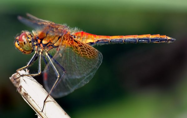 Sympetrum_flaveolum_-_side_(aka)