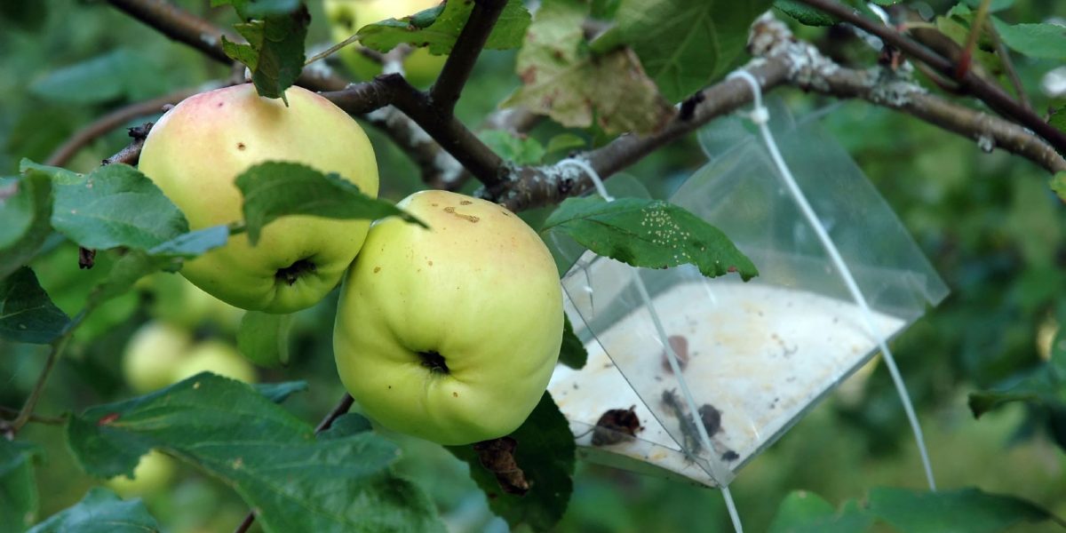 apple-pests