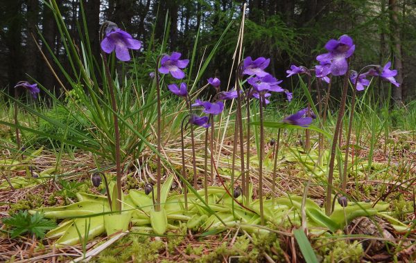 butterwort-by-stuart-anthony-via-flickr