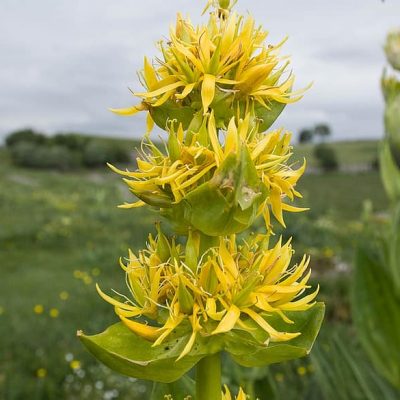 flowers-yellow-gentian-massif-central-wild-plant