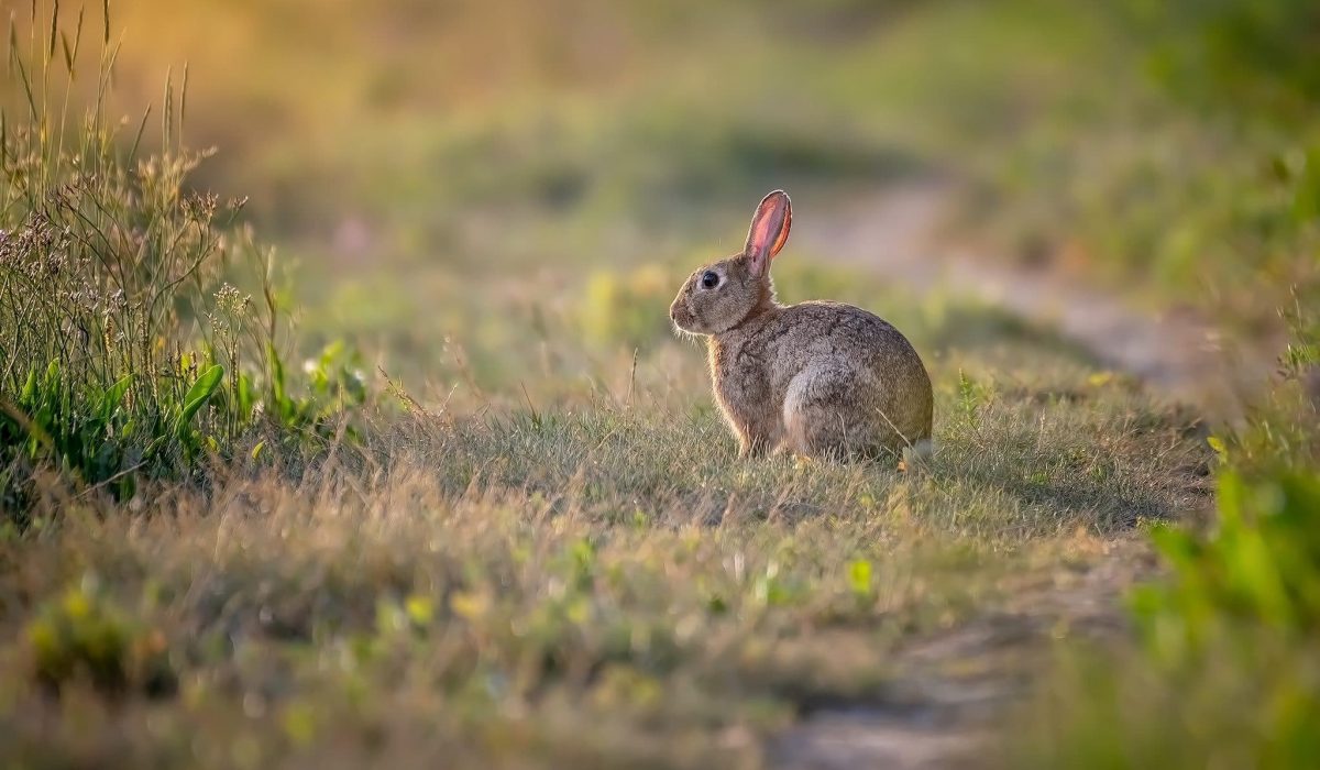 lapin-de-garenne-2048x1365