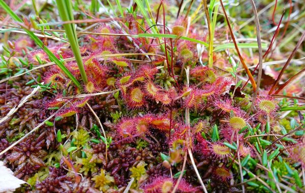 round-leaved-sundew-3528462_1280