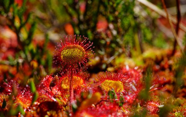 round-leaved-sundew-3528464_1280